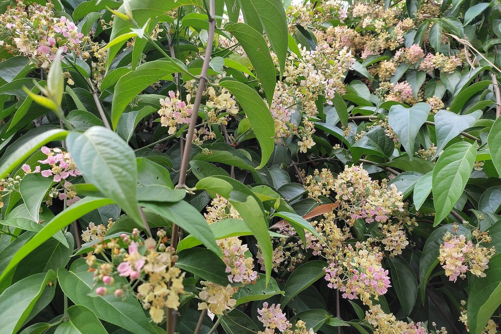 Banisteriopsis caapi, the Ayahuasca vine, in flower.
