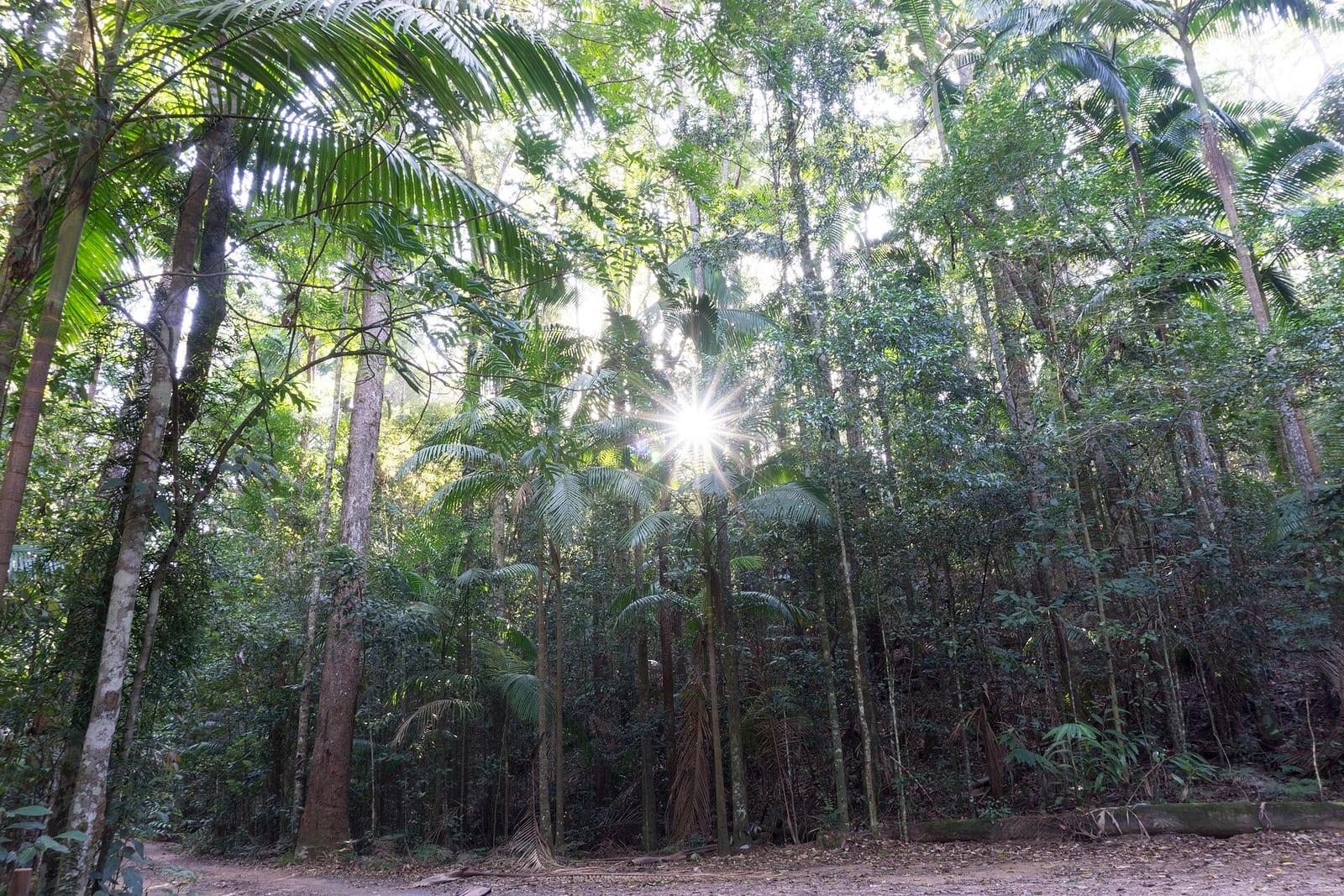 Sunlight bursting through the green canopy of a forest.