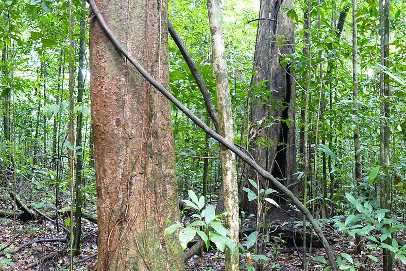 A vine winding up a tree in dense jungle understorey.