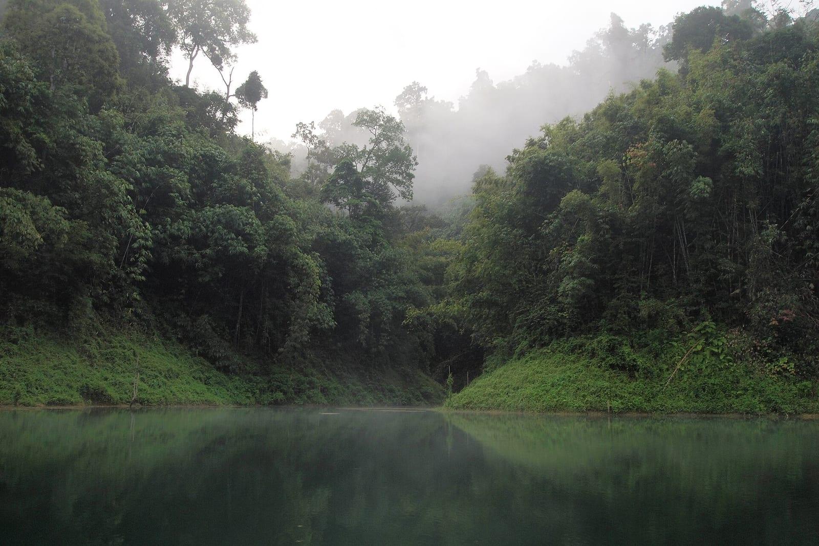 Mist rising over a calm rainforest lake at dawn.