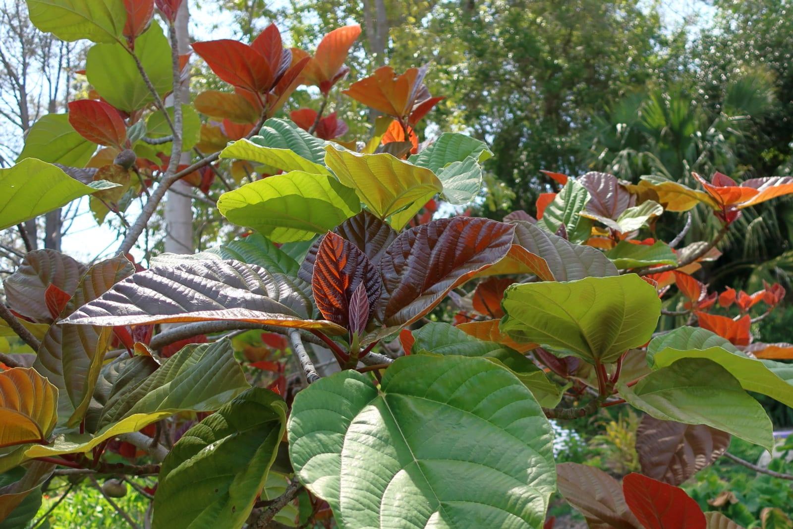 Lush tropical foliage in shades of green and red.