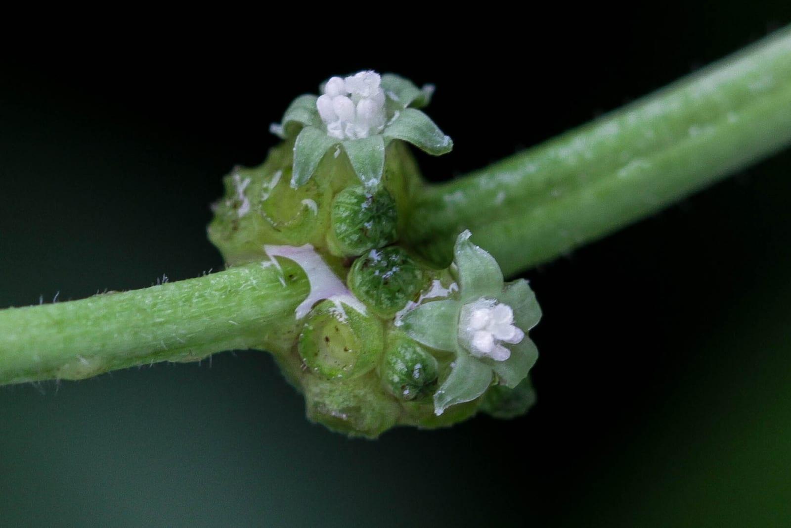 Close-up of Psychotria viridis (chacruna) in flower.