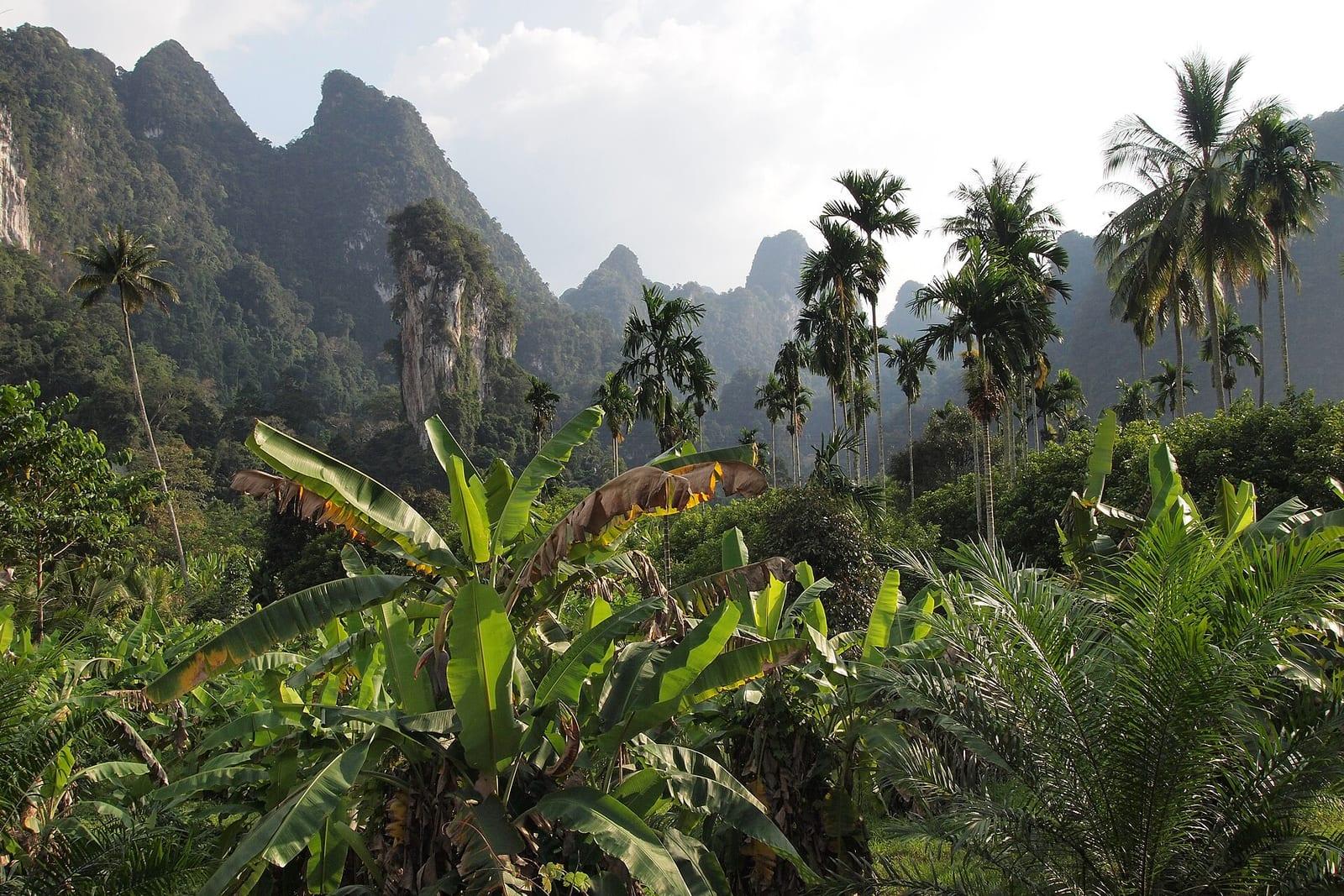 Lush tropical vegetation beneath forested limestone peaks.